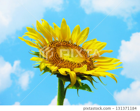 埼玉縣埼玉市見沼稻田區的向日葵迷宮田，盛開的向日葵和藍天的景色 131371184