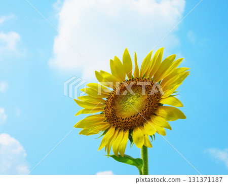 A view of the sunflowers in full bloom and the blue sky at the sunflower maze field in the Minuma rice field area of Saitama City, Saitama Prefecture 131371187