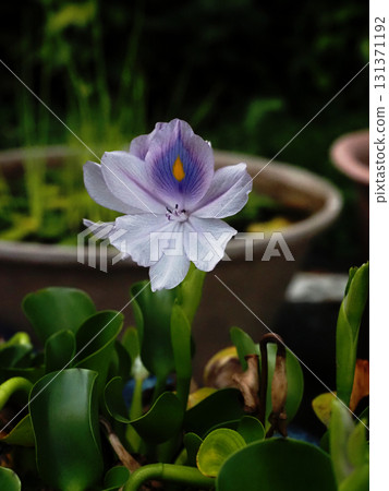 沐浴在秋日陽光下的鳳眼藍（來瀨公園） 131371192