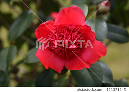 Camellia flower ⑤ Camellia flower ⑤ 131371245