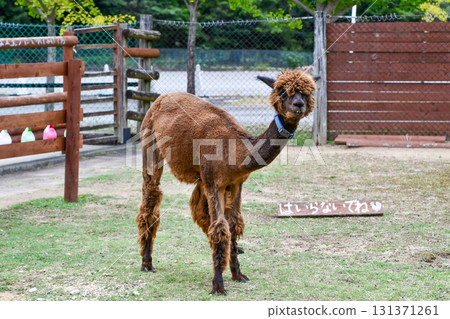 Alpaca Alpaca 131371261