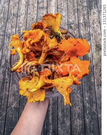 Close-up of freshly picked wild chanterelle mushrooms in a glass bowl, held by hand over a rustic wooden background. Perfect for concepts of organic food, forest harvest. High quality photo 131371265