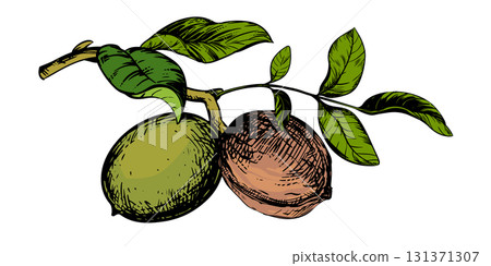 A branch of walnuts. Vector illustration done using color engraving technique. An ingredient for nut butter, oil, and liqueur. Suitable for packaging design. Line drawing with ink. A branch of walnuts. Vector illustration done using color engraving technique. An ingredient for nut butter, oil, and liqueur. Suitable for packaging design. Line drawing with ink. 131371307