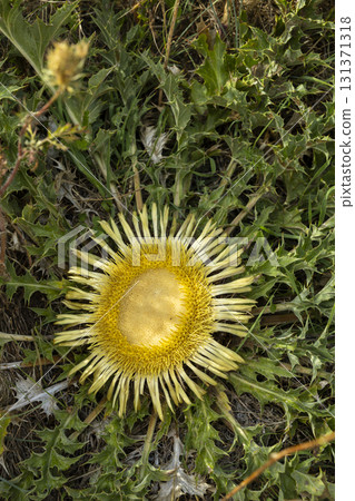 Carline thistle growing wild on mountain ground in Norcia, Italy Carline thistle growing wild on mountain ground in Norcia, Italy 131371318