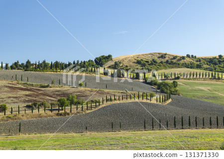 Cypress trees lining rolling Tuscan hills in Peccioli Cypress trees lining rolling Tuscan hills in Peccioli 131371330