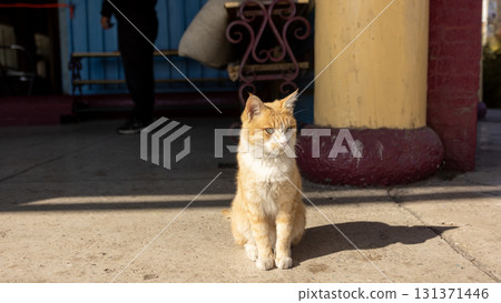 a ginger cat stay on the street in kyrgyzstan	 131371446