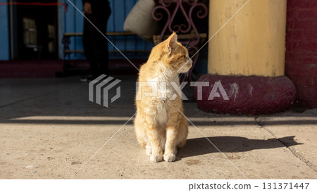 a ginger cat stay on the street in kyrgyzstan	 a ginger cat stay on the street in kyrgyzstan	 131371447