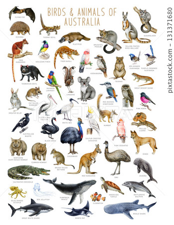 Australia bird and animal hand drawn illustration set. Australian native mammals, avians, reptiles with names big watercolor painted collection on white background 131371680