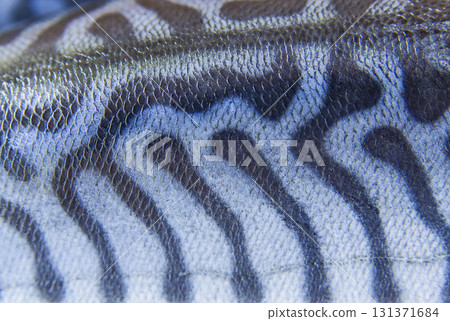 Texture of skin mackerel fish close up Texture of skin mackerel fish close up 131371684