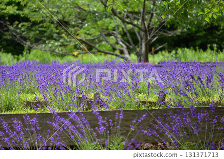 中國公園的薰衣草 中國公園的薰衣草 131371713