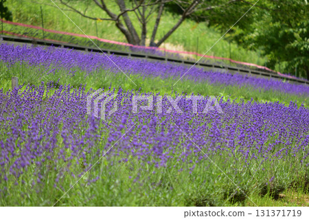 中國公園的薰衣草 131371719