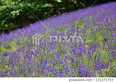 Lavender at China on the Park 131371733