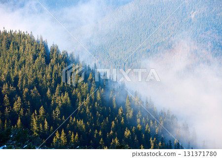 Dense pine forest shrouded in morning mist. Sunlight filters through fog, casting soft, ethereal glow on trees. Play of light and shadow creates tranquil and enchanting atmosphere. Dense pine forest shrouded in morning mist. Sunlight filters through fog, casting soft, ethereal glow on trees. Play of light and shadow creates tranquil and enchanting atmosphere. 131371780