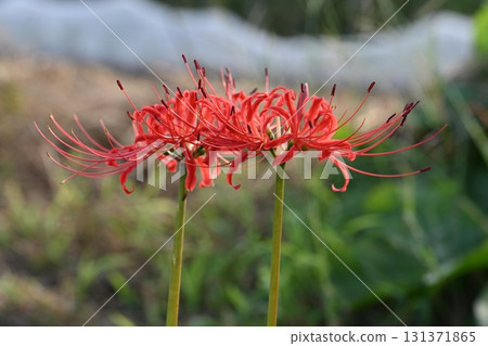 Cluster amaryllis blooming next to a nearby field 131371865