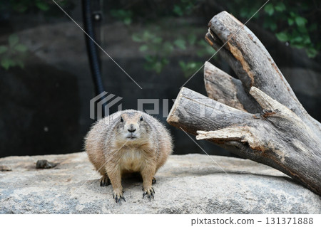 Prairie Dog 131371888