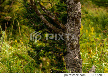 Forest tree trunk with moss and spreading branches 131372016