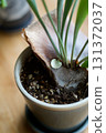 Small mantle leaves emerging from a staghorn fern 131372037