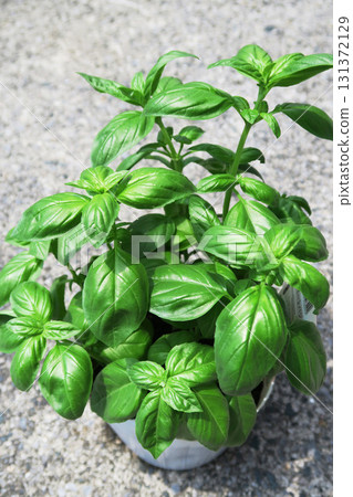 A landscape of basil seedlings with lush leaves A landscape of basil seedlings with lush leaves 131372129