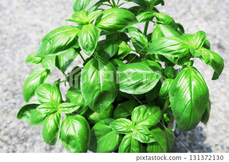 一片葉子茂盛的羅勒幼苗景觀 一片葉子茂盛的羅勒幼苗景觀 131372130