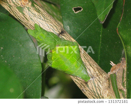 一隻大摩門燕尾蝶在橘子樹上化蛹 一隻大摩門燕尾蝶在橘子樹上化蛹 131372181