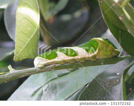 Great mormon swallowtail larvae on the branches of a tangerine tree 131372182