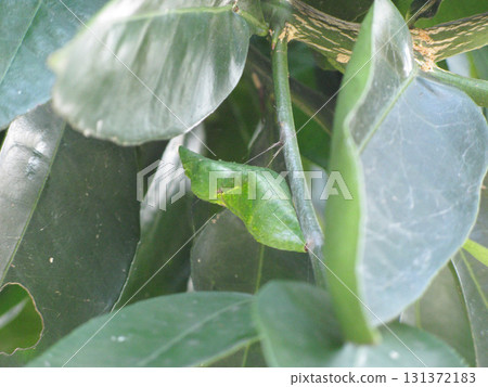 Metamorphosis of the Great Mormon butterfly from larva to pupa Metamorphosis of the Great Mormon butterfly from larva to pupa 131372183