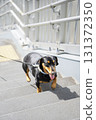 Dachshund walk 131372350