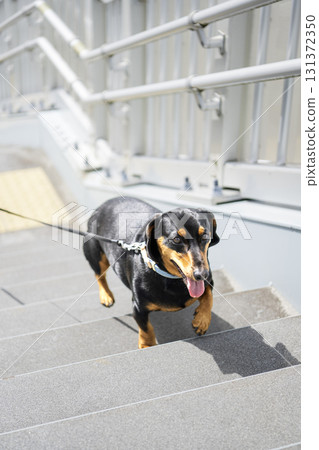 臘腸犬走路 131372350