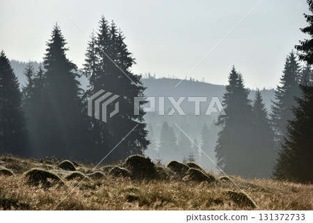 Morning mist in a mountain meadow 131372733