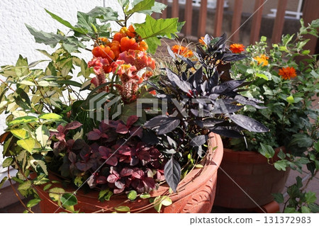 Orange flower arrangement and pot 131372983