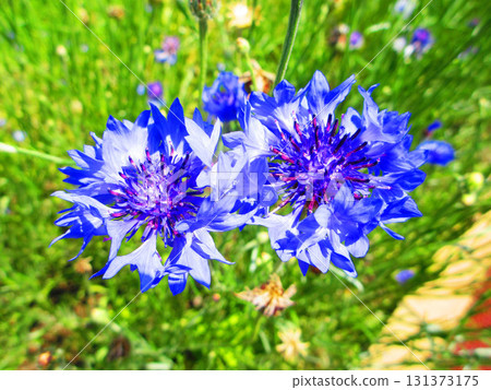 Beautiful flower scenery of blue cornflowers 131373175