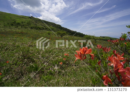 Kirigamine, Renge Azalea in the upper reaches of Kurumayama Marsh, with the Kurumayama Radar Dome in the background, June 19, 2025 131373270