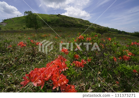 Kirigamine, Renge Azalea in the upper reaches of Kurumayama Marsh, with the Kurumayama Radar Dome in the background, June 19, 2025 Kirigamine, Renge Azalea in the upper reaches of Kurumayama Marsh, with the Kurumayama Radar Dome in the background, June 19, 2025 131373271