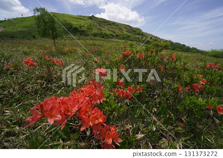 Kirigamine, Renge Azalea in the upper reaches of Kurumayama Marsh, with the Kurumayama Radar Dome in the background, June 19, 2025 131373272