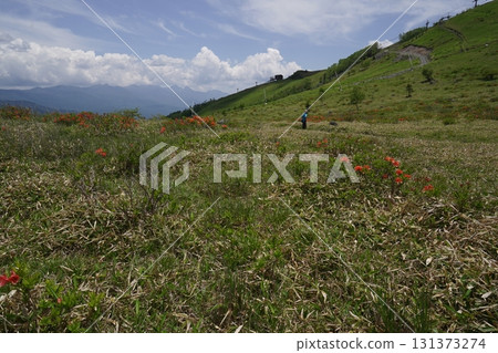 Kirigamine, Renge Azalea in the upper reaches of Kurumayama Marsh, near Kurumayama Pass, with the ridge of Mt. Kurumayama in the background, June 19, 2025 Kirigamine, Renge Azalea in the upper reaches of Kurumayama Marsh, near Kurumayama Pass, with the ridge of Mt. Kurumayama in the background, June 19, 2025 131373274