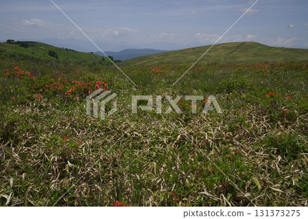 2025 年 6 月 19 日,車山峠附近車山沼澤上游的霧峰蓮華杜鵑花,背景是山彥嶺 2025 年 6 月 19 日,車山峠附近車山沼澤上游的霧峰蓮華杜鵑花,背景是山彥嶺 131373275