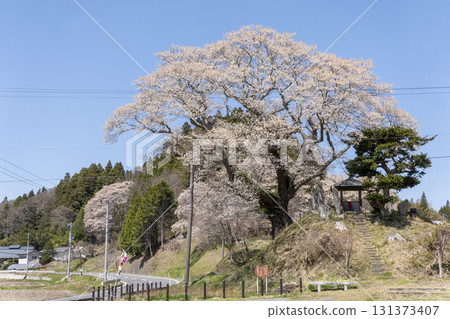 Yoshinobe Seed-Sown Cherry Blossoms 131373407