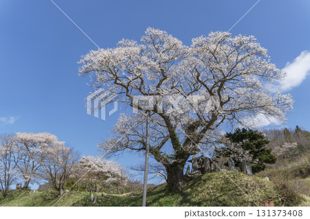 吉野邊播種櫻花 131373408