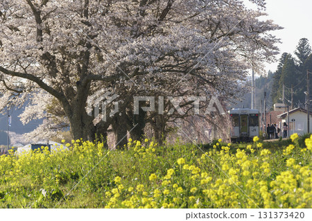 夏井站的櫻花 131373420