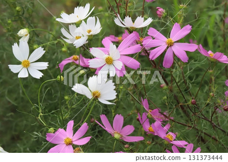 秋季公園裡盛開的白色和粉紅色波斯菊花 131373444