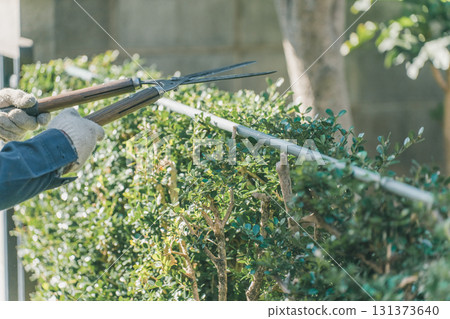 pruning, master gardener, male 131373640