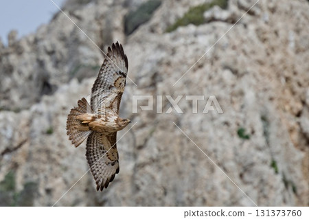 Eurasian Buzzard (Buteo buteo), Greece Eurasian Buzzard (Buteo buteo), Greece 131373760