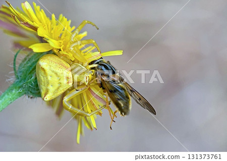 Crab spider (Thomisus onustus), Greece Crab spider (Thomisus onustus), Greece 131373761