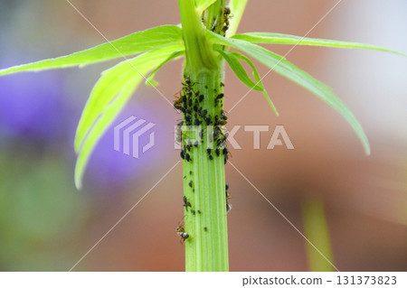 The ants herd aphids on a plant stem The ants herd aphids on a plant stem 131373823