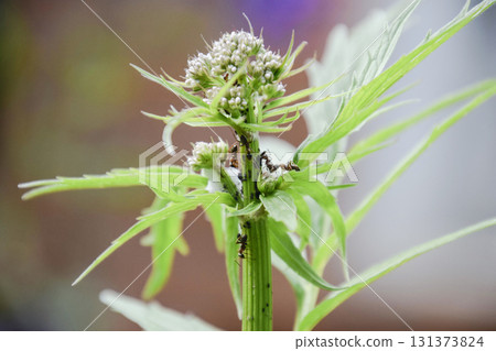 The ants herd aphids on a plant stem The ants herd aphids on a plant stem 131373824