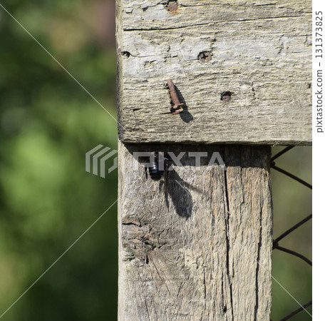 Large black bumble bee on a wooden fence. Black hairy insect 131373825