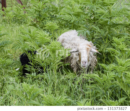 Sheep in a thicket of grass. Sheep chews grass Sheep in a thicket of grass. Sheep chews grass 131373827