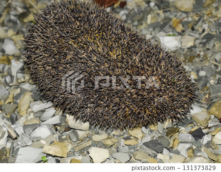 Hedgehog on a pile of rubble. Hedgehog curled up into a ball 131373829