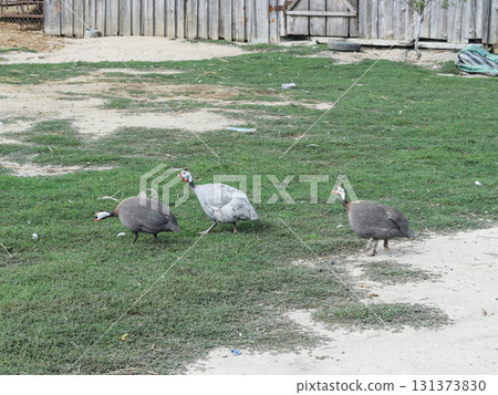 Guinea fowl on the green grass. Guinea fowl - poultry in the village courtyard Guinea fowl on the green grass. Guinea fowl - poultry in the village courtyard 131373830