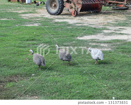Guinea fowl on the green grass. Guinea fowl - poultry in the village courtyard 131373831